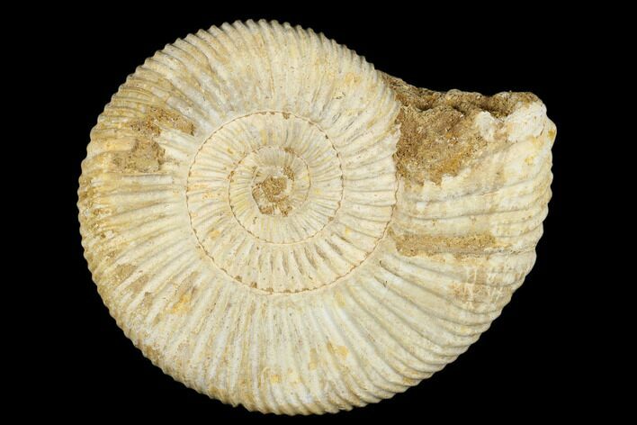 Jurassic Ammonite (Perisphinctes) Fossil - Madagascar #182012